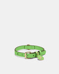 Pooch Medium Collar - Spiced Apple