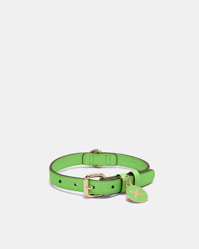 Pooch Medium Collar - Spiced Apple