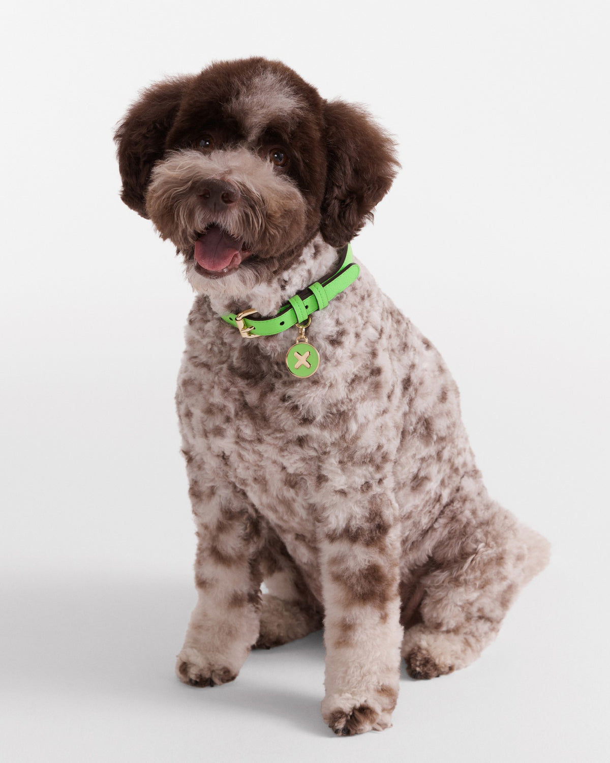 Pooch Medium Collar - Spiced Apple